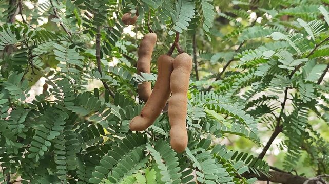 fresh tamarind