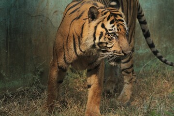 Obraz premium A side view of a sumatran tiger walking through the undergrowth while observing its surroundings during the day