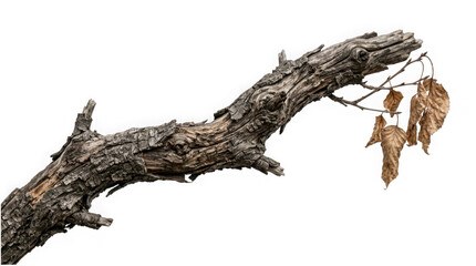 Fototapeta premium Old weathered tree branch with a few dry brown leaves isolated on transparent background