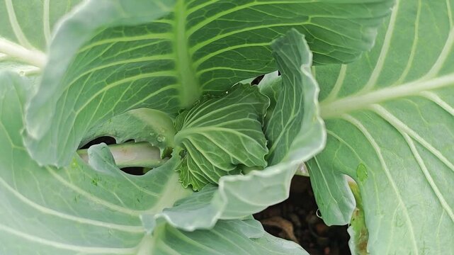 cauliflower