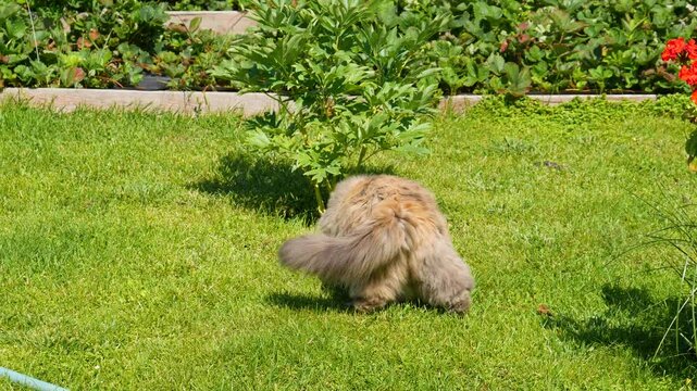 Fluffy cat exploring garden grass. Cute longhair feline walking near green plant outdoors. Small pet hunting in sunny backyard, animal nature and lifestyle concept.