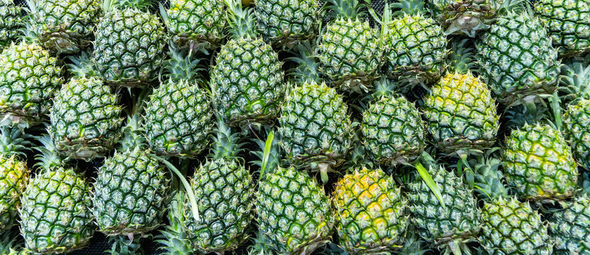 fresh ripe pineapples is tropical fruit