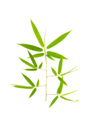 Fototapeta premium green bamboo leaves isolated on white background