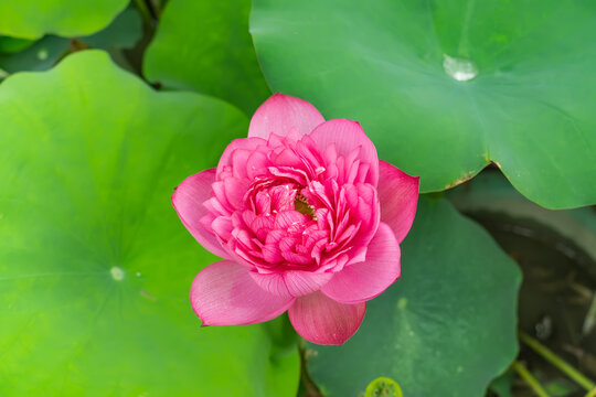 lotus flower blooming in summer pond with green leaves as background