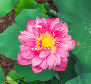 lotus flower blooming in summer pond with green leaves as background