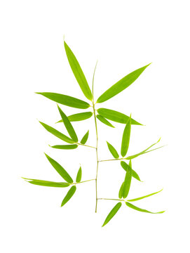 green bamboo leaves isolated on white background