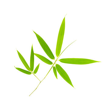green bamboo leaves isolated on white background