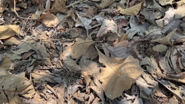 Messy dry autumn leaves texture on the forest ground