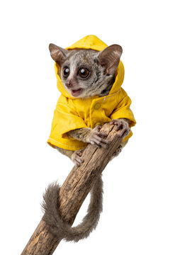 Galago bush baby wearing hooded yellow raincoat climbing on wooden branch isolated on transparent background