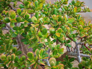 Close-up of jade plant (Crassula ovata) with thick green succulent leaves, red edges and woody stems, showing detailed natural foliage. © Marek