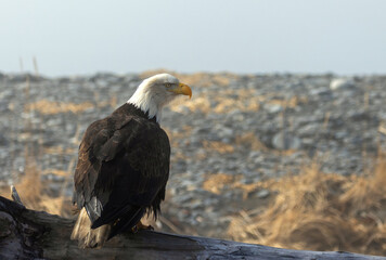 Fototapeta premium Bald Eagle on Driftwood, Homer Spit, Alaska