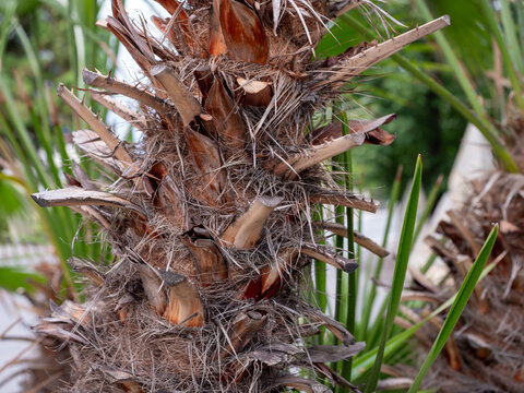 Close-up of a Washingtonia palm trunk with cut leaf stems, dry brown fibers and rough natural texture in a tropical garden.