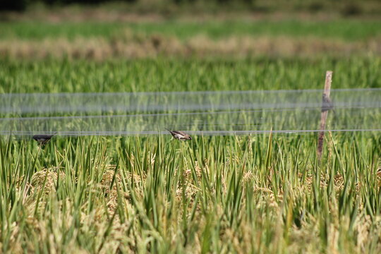 Detailed wildlife capture of a fledgling finch-like bird struggling to feed past anti-bird netting on a Java farm