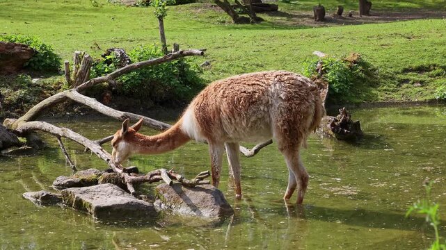 Vicunas, Vicugna Vicugna, relatives of the llama which live in the high alpine areas of the Andes