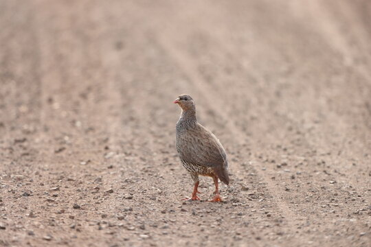 The Natal spurfowl or Natal francolin (Pternistis natalensis) is a species of bird in the family Phasianidae. This photo was taken in Kruger National Park, South Africa.