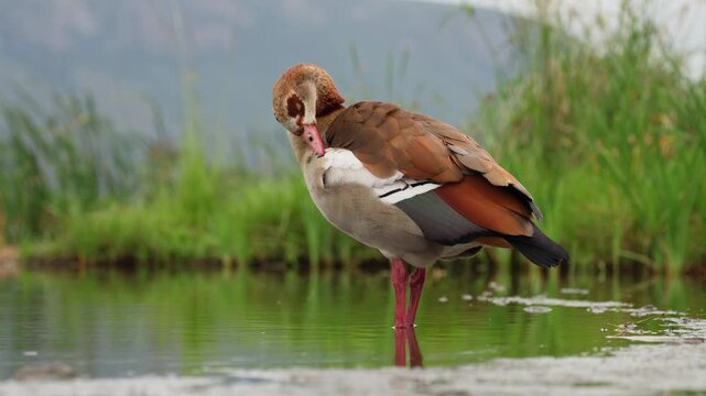 An Egyptian goose (Alopochen aegyptiaca) preening in natural habitat, South Africa