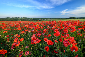 Obraz premium Beautiful summer day over red poppy field