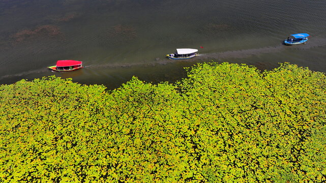 Aerial view of Beysehir Nilufer Bahcesi with small boats navigating through vibrant green water lilies on the lake in Beysehir, Konya, Turkiye.