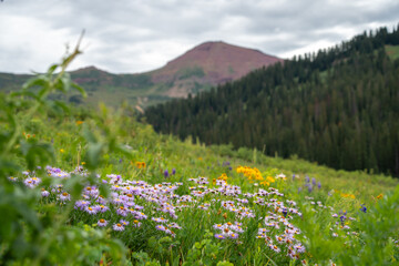 Obraz premium Beautiful mountain landscape with wildflower flowers in summer
