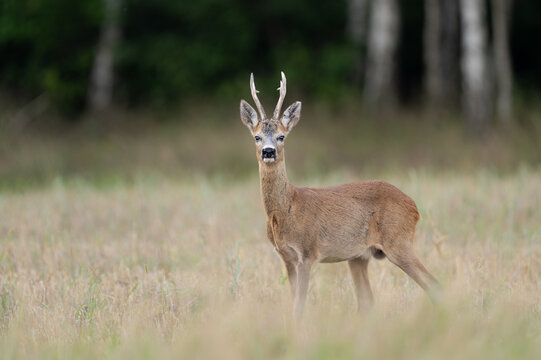 Roe deer male ( Capreolus capreolus )