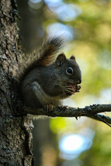 squirrel Eating © Jon-luke S