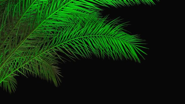 The green branches of a palm tree illuminated by light in the dark of the night. A tropical setting. The concept of tourism and travel.