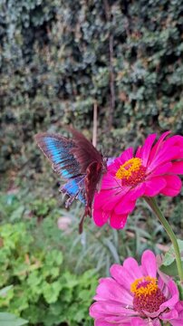 Paris Peacock butterfly (Papilio paris) extracting nector from Zinnia flower