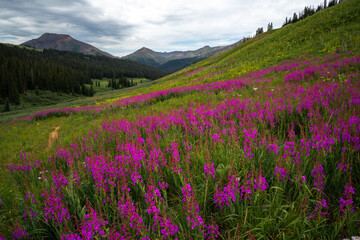 Fototapeta premium Beautiful mountain landscape with wildflower flowers in summer