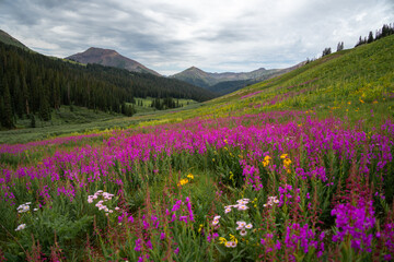 Fototapeta premium Beautiful mountain landscape with wildflower flowers in summer