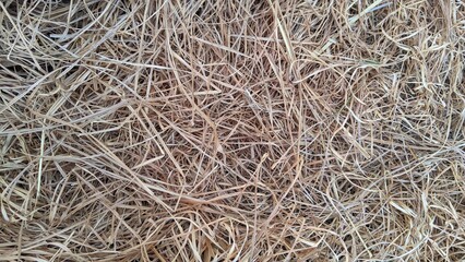 Close-up texture of dry yellow hay straw spread on the ground, organic agricultural background. © Putu