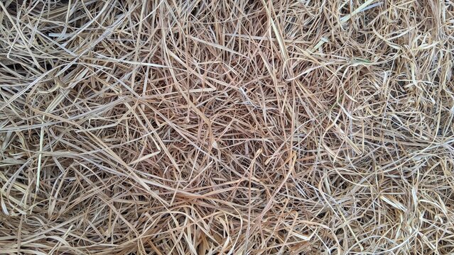 Close-up texture of dry yellow hay straw spread on the ground, organic agricultural background.