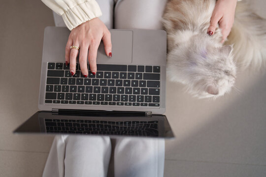 Top view of woman working on laptop with cat sitting beside her at home