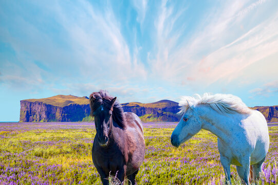The Icelandic red horse is a breed of horse developed - Iceland blooming Icelandic purple lupin flower field,  Cornered (angular) mountains formations in the background - Iceland