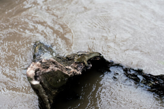 Small mudskipper perching on log wood in mangrove muddy water ecosystem