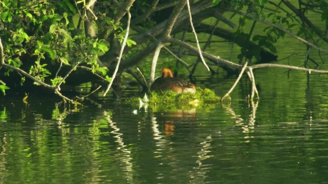 Adult great crested grebe resting on a concealed floating nest beneath overhanging tree branches at Langford Lakes in Wiltshire, England. Peaceful nesting behaviour captured