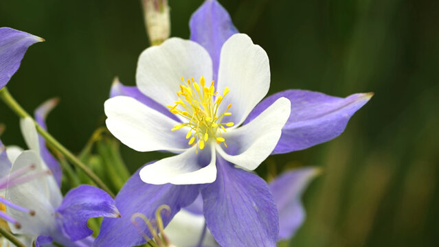 Beautify Colorado Columbine wildflower