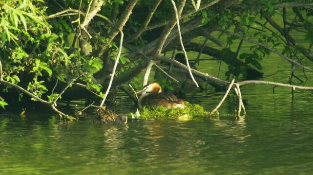 Adult great crested grebe resting on a floating nest beneath overhanging branches as a female mallard swims close beside it at Langford Lakes in Wiltshire, England.