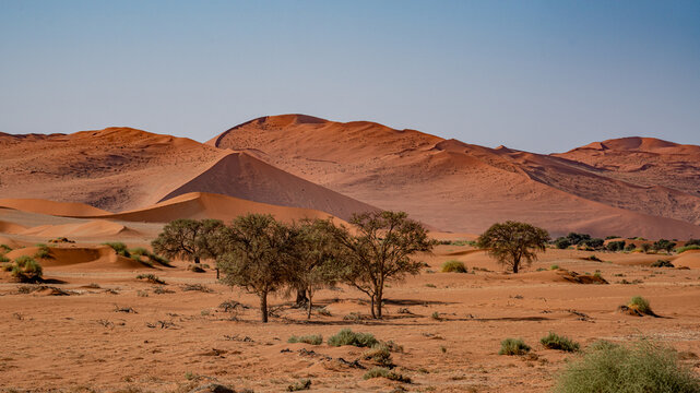 Vast orange sand dunes of the namib desert with sparse dry vegetation and a clear blue sky background