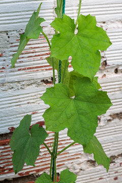 Luffa aegyptiaca or acutangula. Loofah, detail of a branch with leaves of the climbing plant.