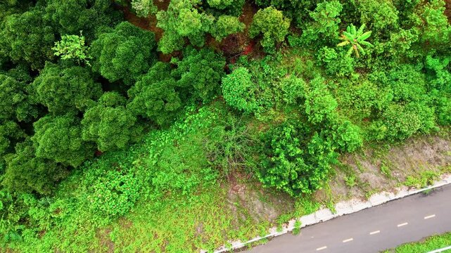 A view of the road and nearby trees in Da Huoai 3, Lam Dong, Vietnam. The video captures the lush greenery and path in daylight.