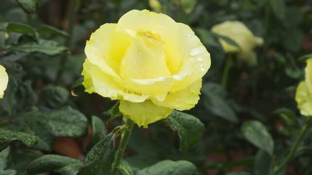 Beautiful yellow rose in a garden.