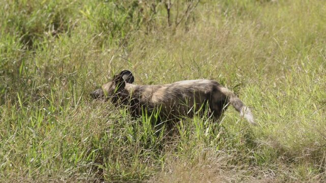 Injured African wild dog limps slowly through tall savanna grass