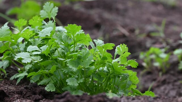 Fresh green coriander on soil, Coriander is loaded with antioxidants. coriander ( coriandrum sativum l. ) vegetable garden
