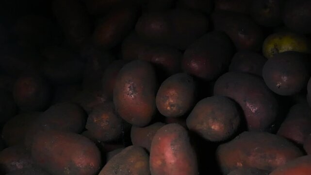 Large pile of unwashed, dirty red potatoes storing in a dark, cold cellar after the harvest. Natural organic root vegetables covered with soil, agricultural background concept