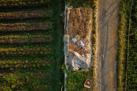 Aerial view of a farmer working on harvested crops near agricultural fields and a road at Lake Rawa Pening in Waduk Rawapening, Central Java, Indonesia.