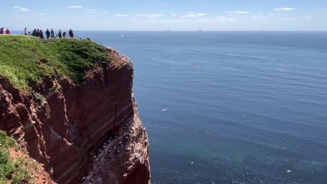Pan from flowering grassland to active seabird coastline