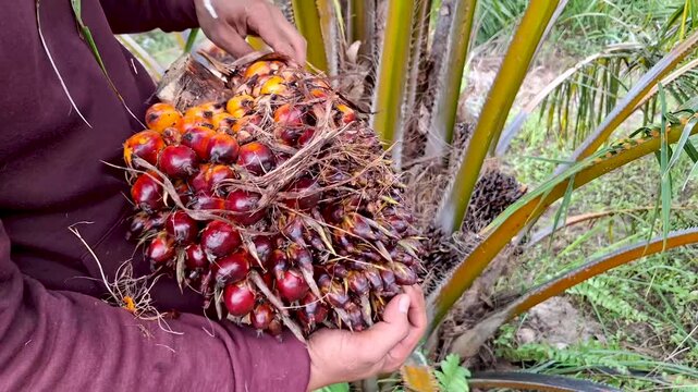 High angle close-up shot of a farmer showing a heavy ripe oil palm fruit bunch with bright orange palm nuts after harvesting.