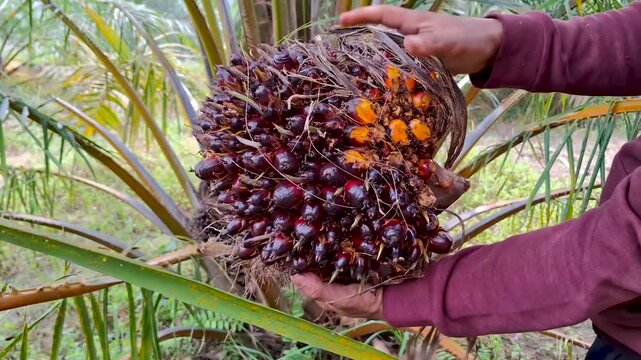 Close-up of a plantation worker holding a large, ripe oil palm fruit bunch displaying vibrant orange and dark reddish-purple palm nuts after harvesting.