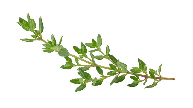 Fresh Green Thyme Sprig with Delicate Tiny Leaves