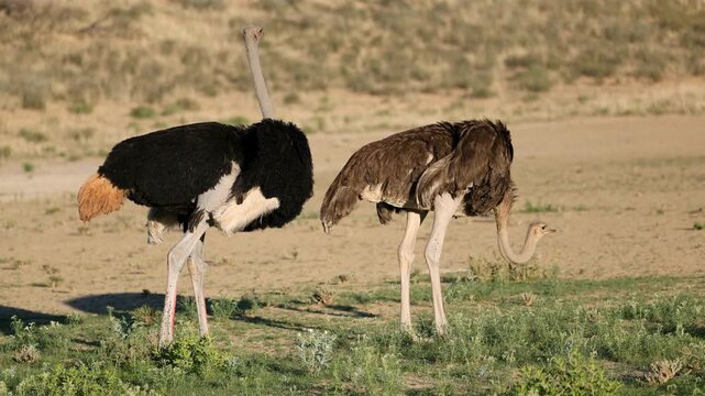 A pair of ostriches (Struthio camelus) preening in natural habitat, Kalahari desert, South Africa